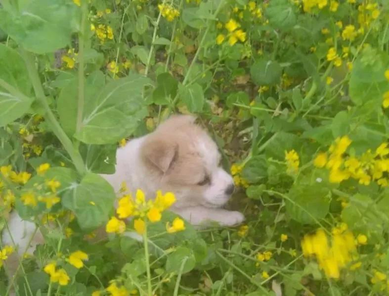 狗猫鼠阅读笔记,狗猫鼠内容概括