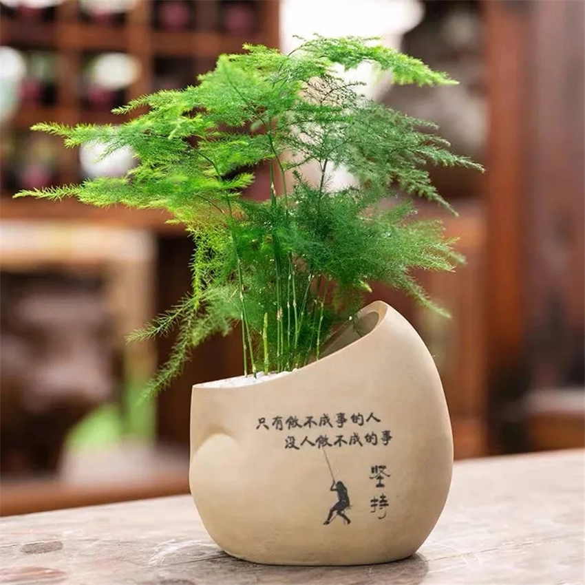 天然加湿器适合种什么绿植,空气加湿器种什么植物好