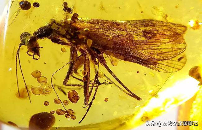 螳螂虽然美丽但性情却非常凶狠,螳螂是怎么成为最强食肉昆虫的