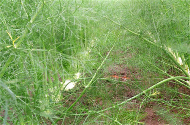 球茎茴香种植方法生长时间,球茎茴香栽培技术视频