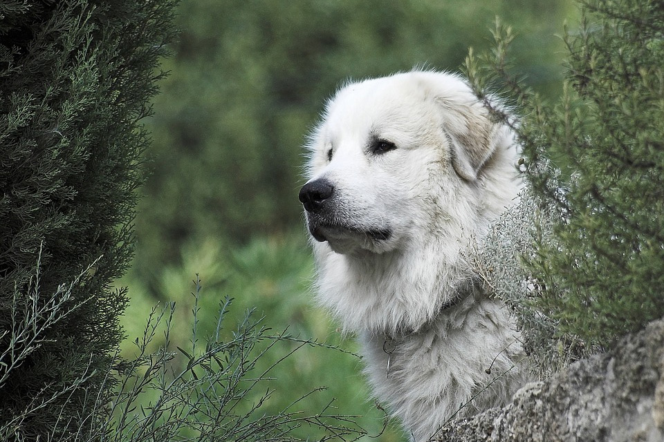 大白熊犬的优点与缺点是什么呢,大白熊为什么没人养