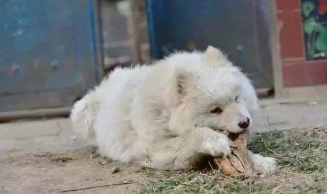 萨摩耶在家到处乱拉怎么办,萨摩耶出门总是低着头乱吃怎么办