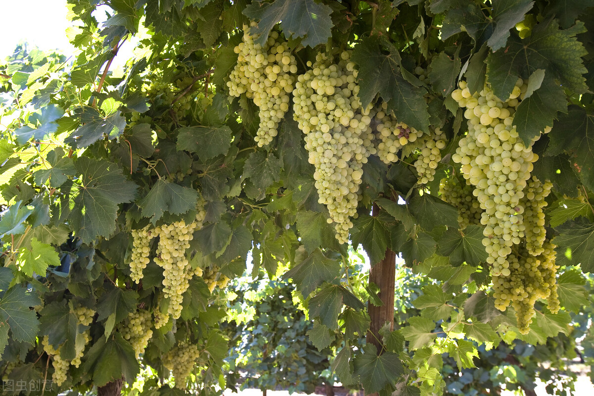 园林人需要知道的85个花卉知识,园林花卉的种类及图片