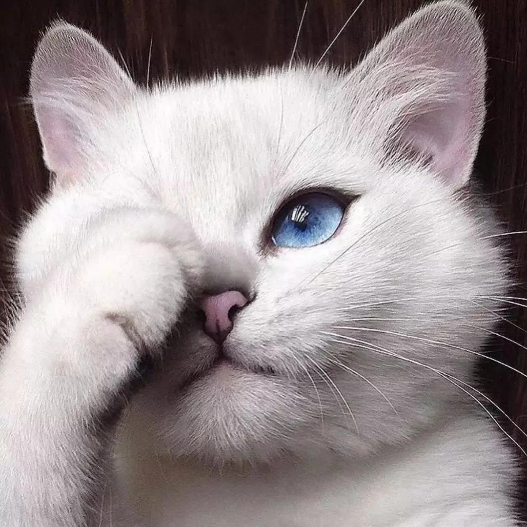 喵星人眼睛肿了,猫咪眼疾手快