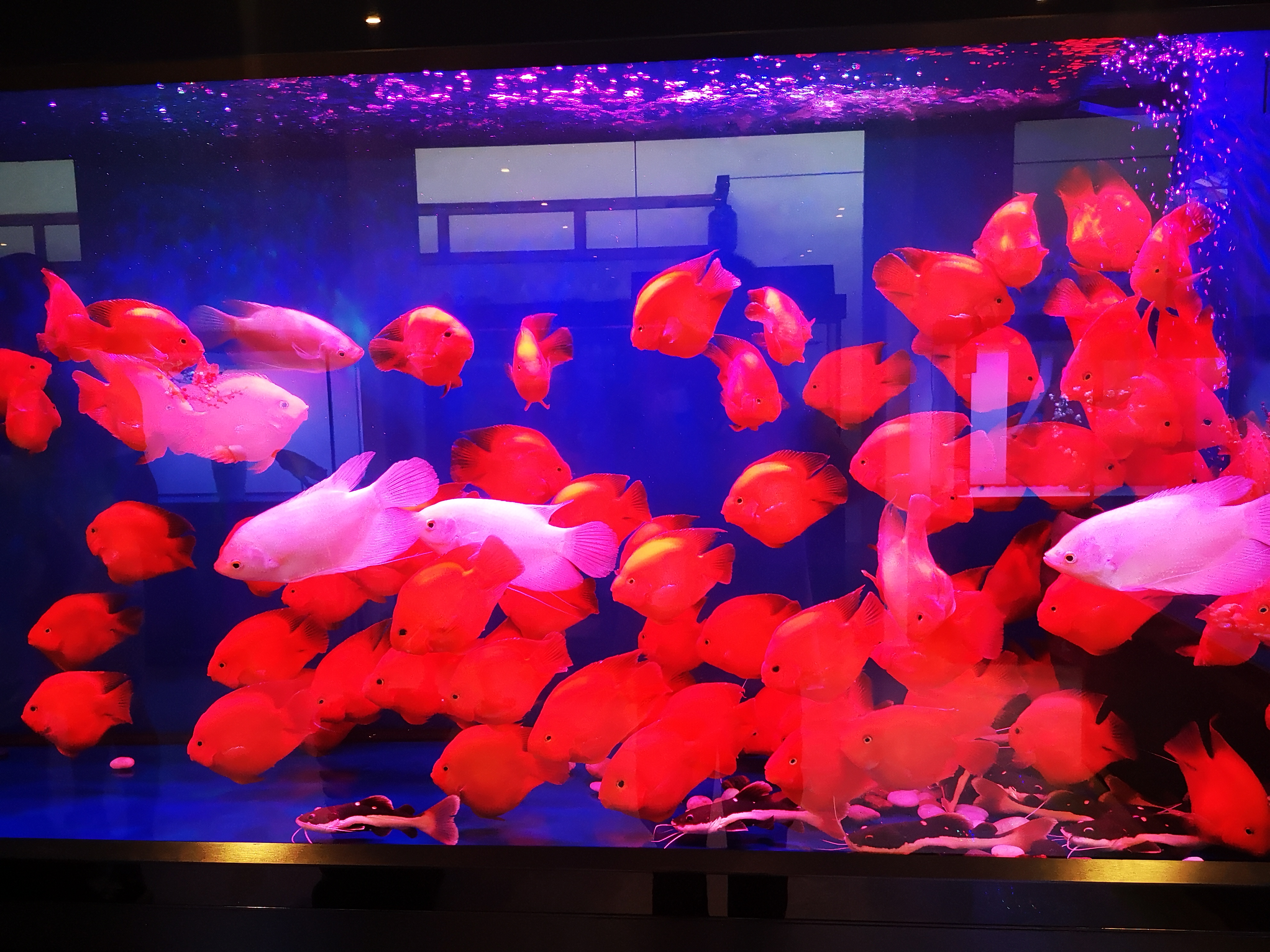 养观赏鱼的方法和技巧大全,新手怎么养观赏鱼的基本方法图解