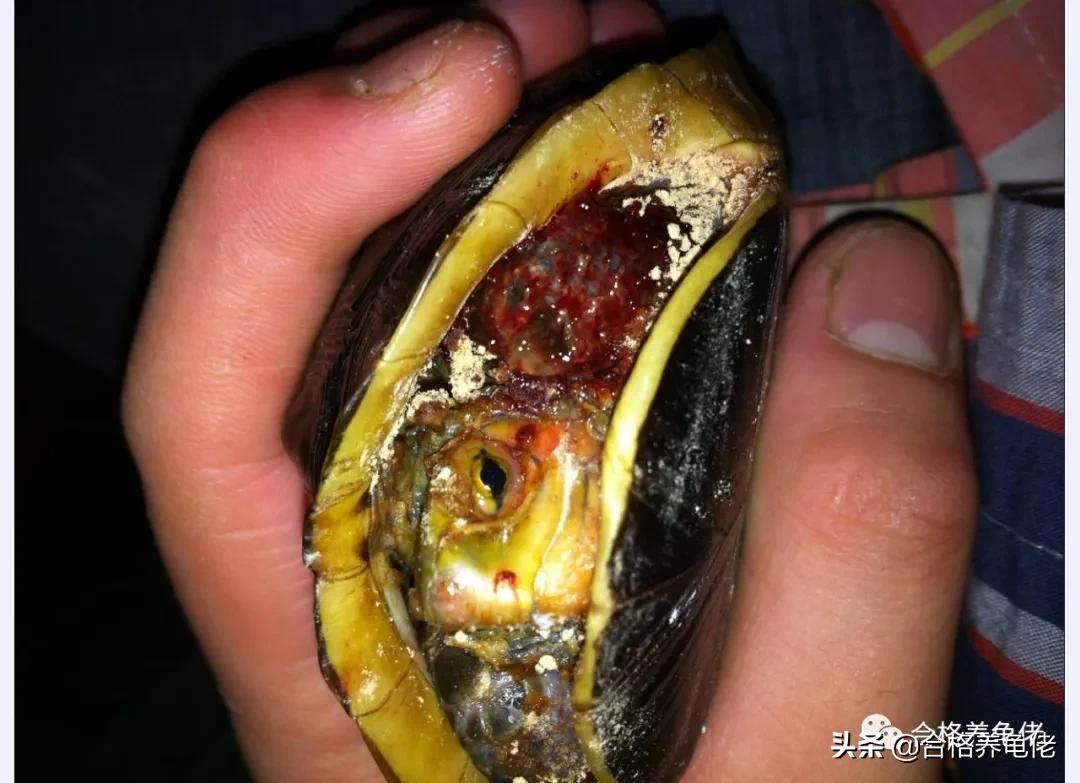 龟的腐皮是什么导致的,龟的腐皮腐甲严重怎么办