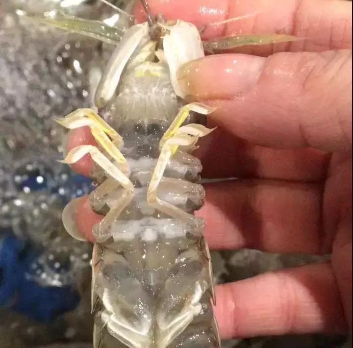 皮皮虾什么季节吃最好吃,吃货们吃皮皮虾的季节到了