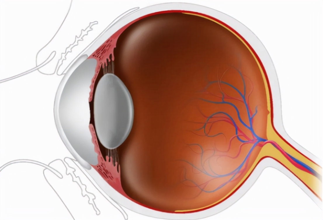眼睛前面有黑点怎么回事,为什么眼睛前面总觉得有黑点晃动