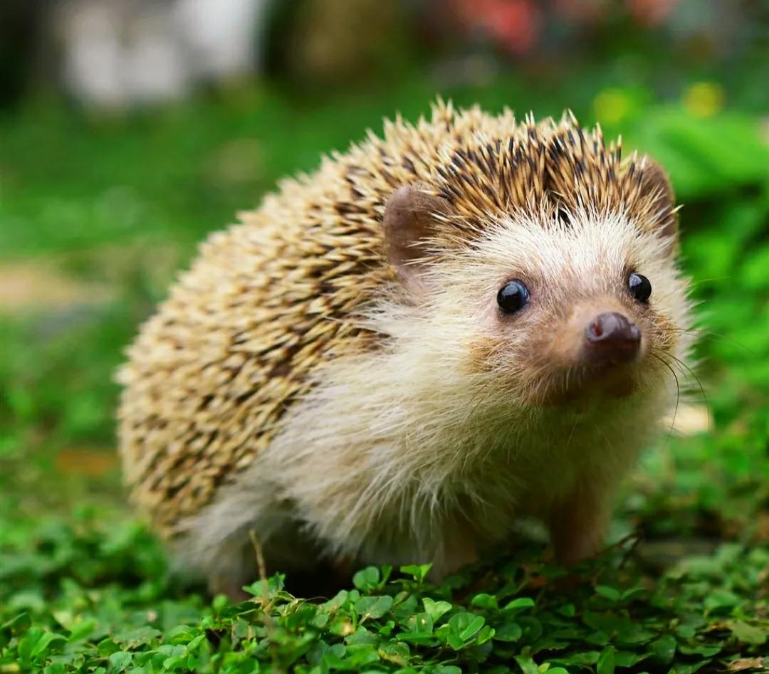 蛇吞食豪猪内脏,蛇会不会吞下刺猬