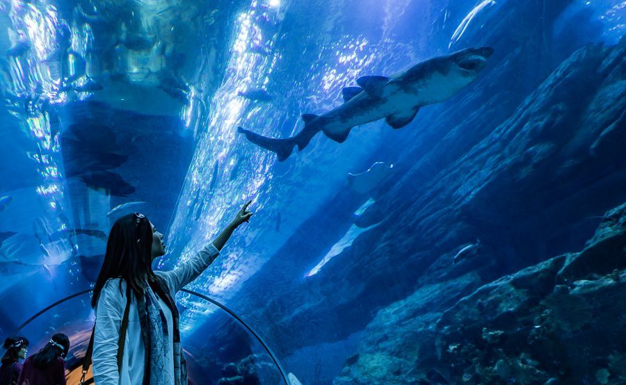 迪拜喷泉旅游攻略,迪拜水族馆游玩攻略