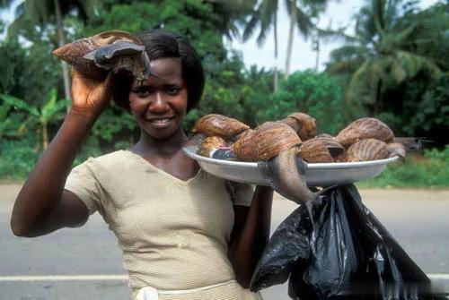 非洲蜗牛足有2斤重，入侵我国多年，云南河口被迫更换蔬菜品类