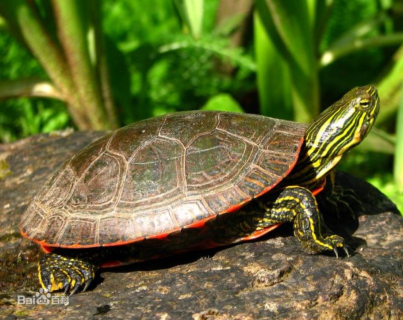 宠物龟忍者怎样饲养,东北饲养宠物龟品种