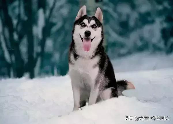 哪种狗既能看家护院又不乱咬人,什么狗不挑食会守家对主人忠诚