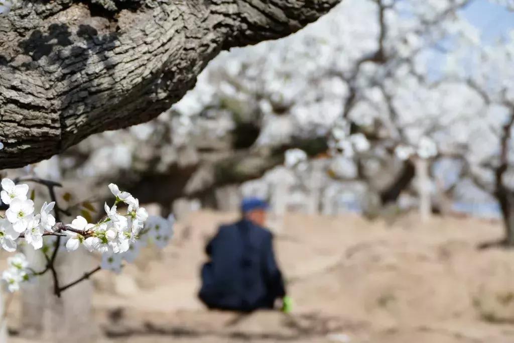 胶东地区春天的小鸟,胶东春天的雪