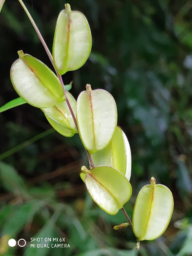 山间的野花不名贵，芬芳季节争艳斗菲“一花一世界一叶一菩提”