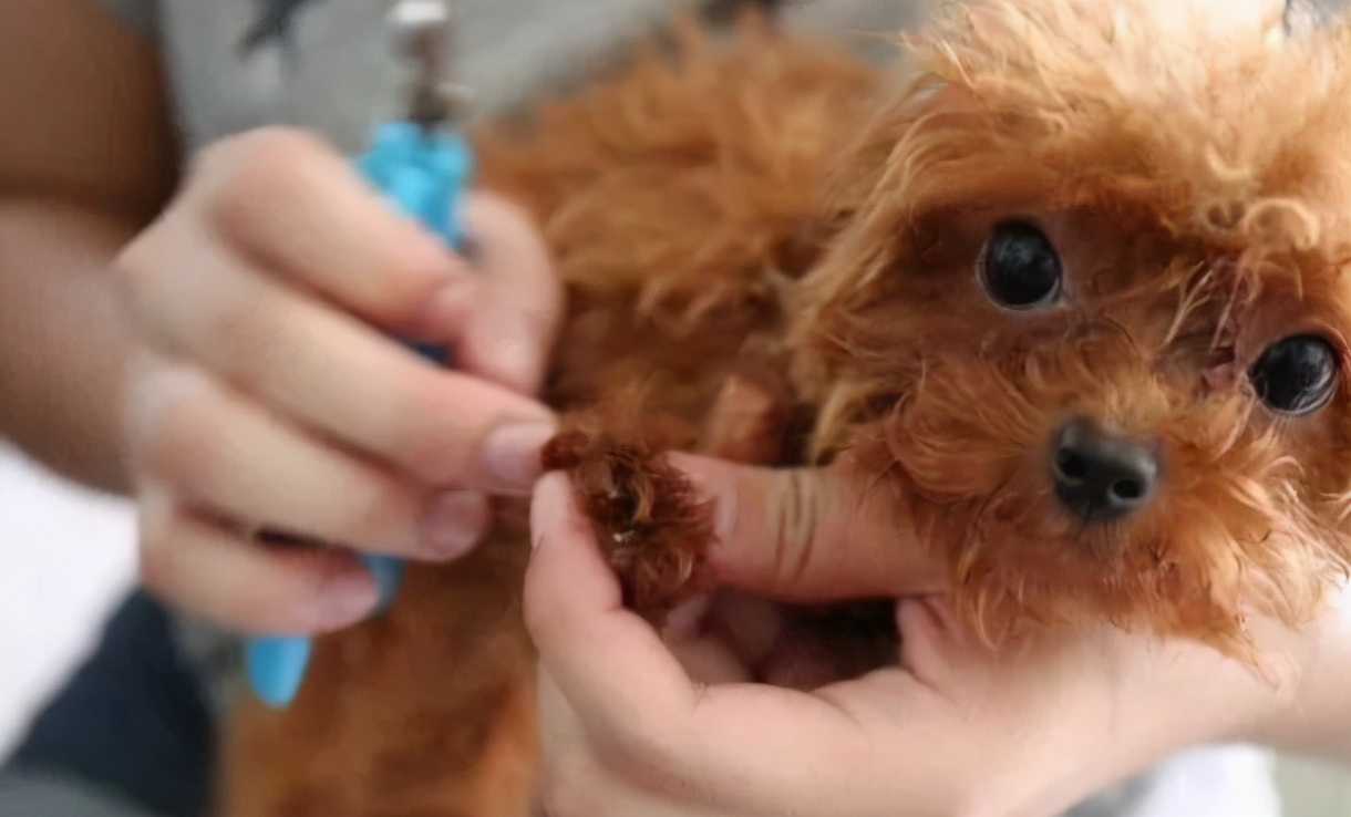 狗狗软便拉稀怎么办解决方案大全,幼犬狗狗拉软便怎么调理