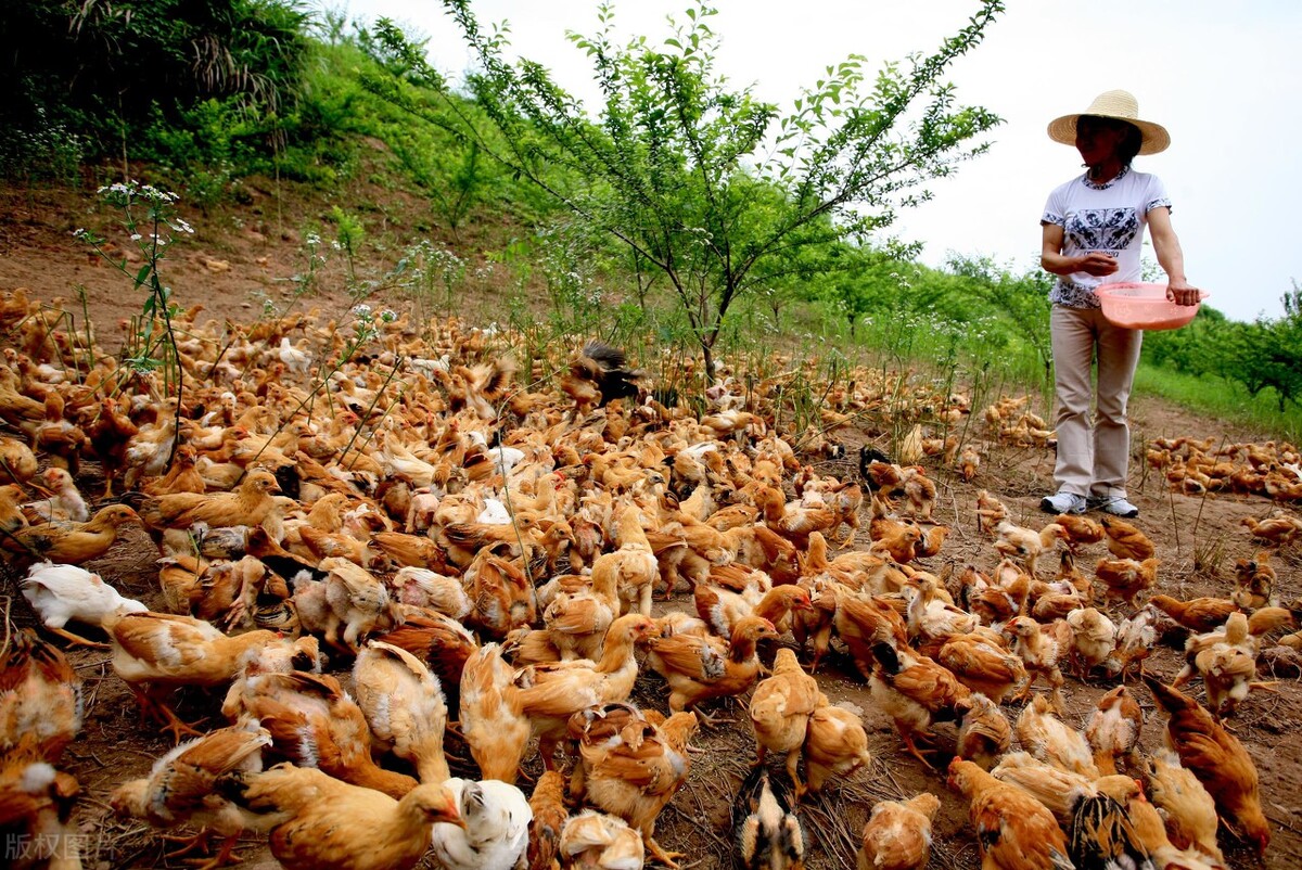 富不养鸡穷不养羊,穷不养鸡富不养羊是说什么