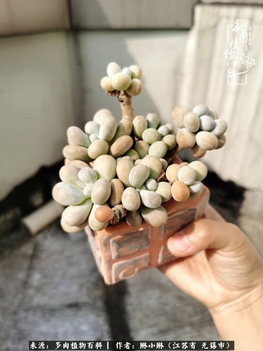 多肉变美是需要时间的,千万别辜负了多肉变美的黄金季节