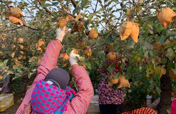 山东奶白桃,山东奶白脆苹果