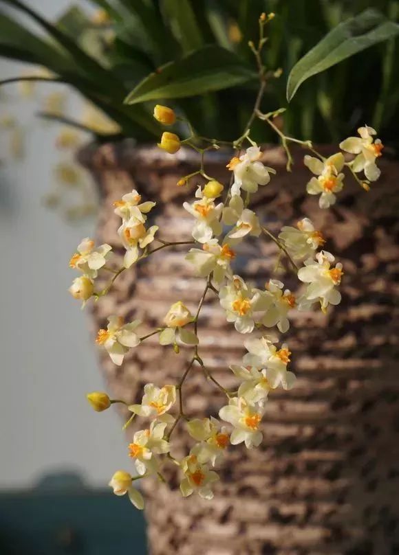 好养的兰花既高贵又漂亮惹人喜欢,哪种兰花最好养四季开花又很香