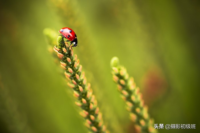 手机微距拍摄技巧视频教程,微距摄影拍摄技巧大全