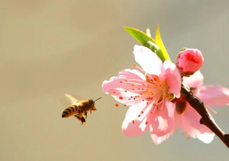 筱青读诗词:蜂,采得百花成蜜后为谁辛苦为谁甜教师节快乐
