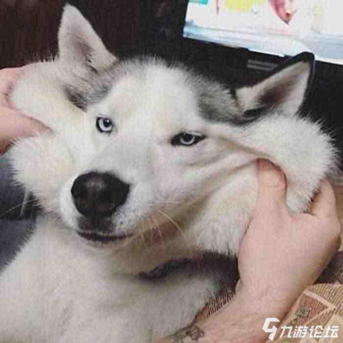 河南十级方言你能听懂几句,河南方言八级大全