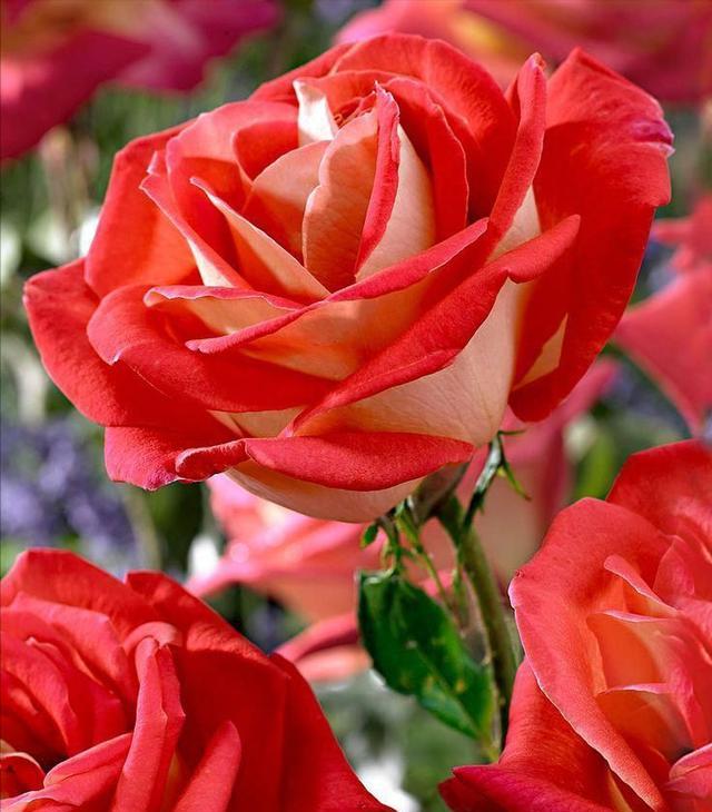 花店玫瑰是哪里来的,花店的玫瑰花是现成的吗