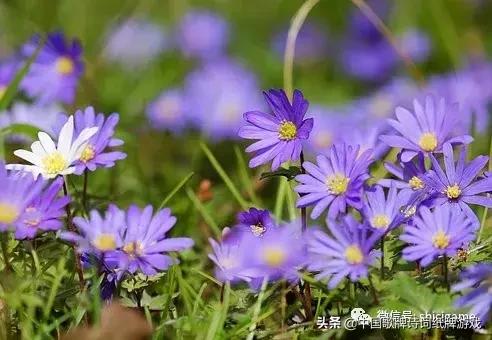 六首古诗，每一首都是一篇10W+的精彩小说