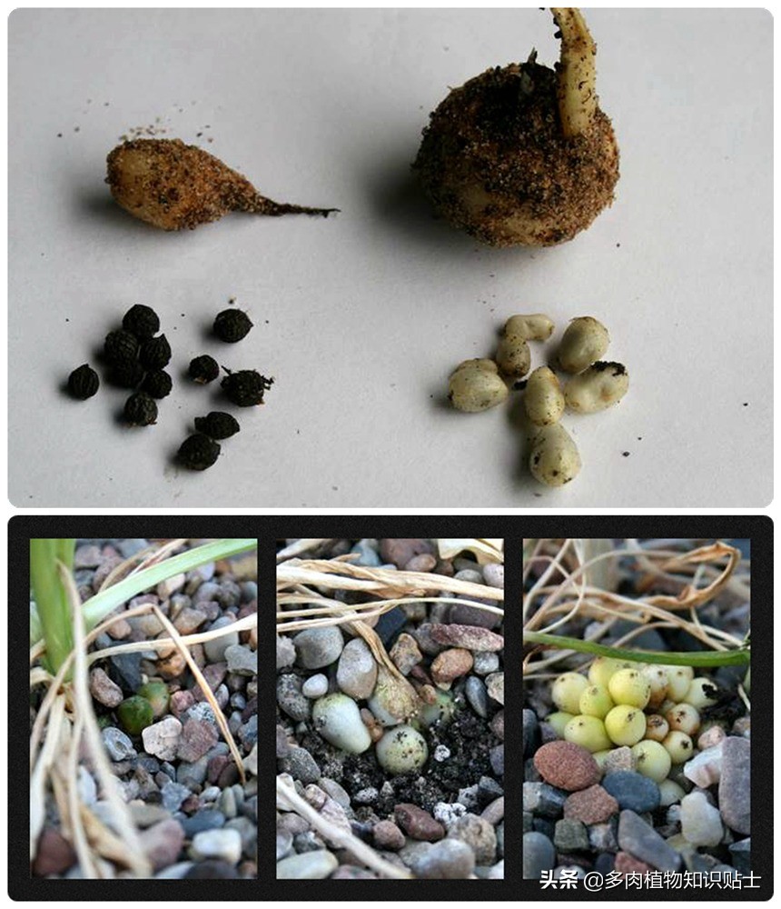 香气迷人的植物,有独特香气的植物