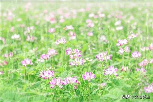 紫云英蜂蜜哪里产的好,周氏紫云英蜂蜜效果怎么样