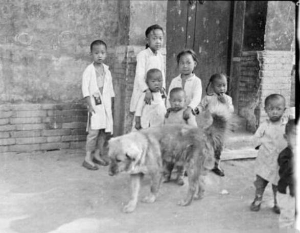 纯种中华田园犬长什么样子,纯种中华田园犬都长什么样