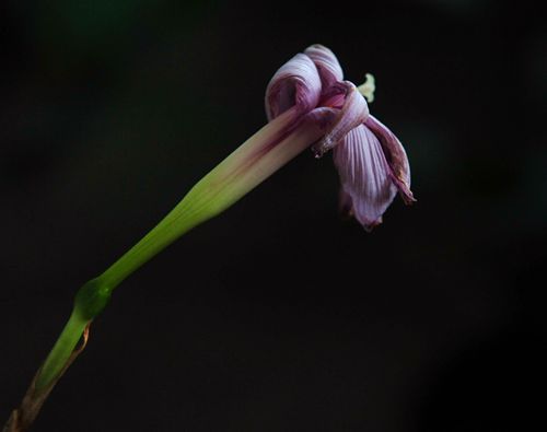 春暖花开原创的声音,倾听花开的声音