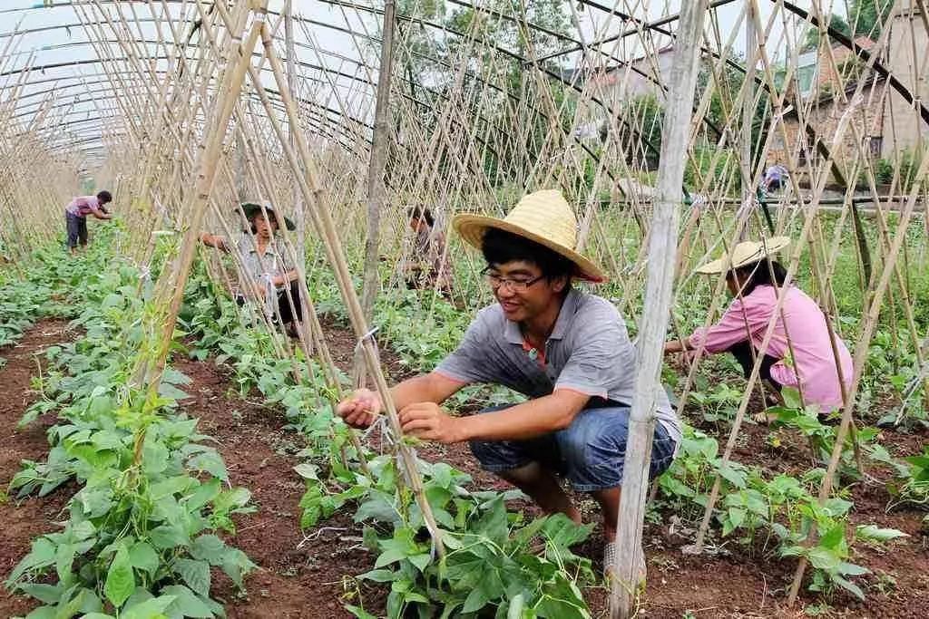 日本人租1500亩野草疯长5年,租地1500亩办农场