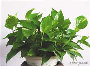 小苏打水浇绿萝绿萝疯长不停,哪三种水浇绿萝绿萝疯长