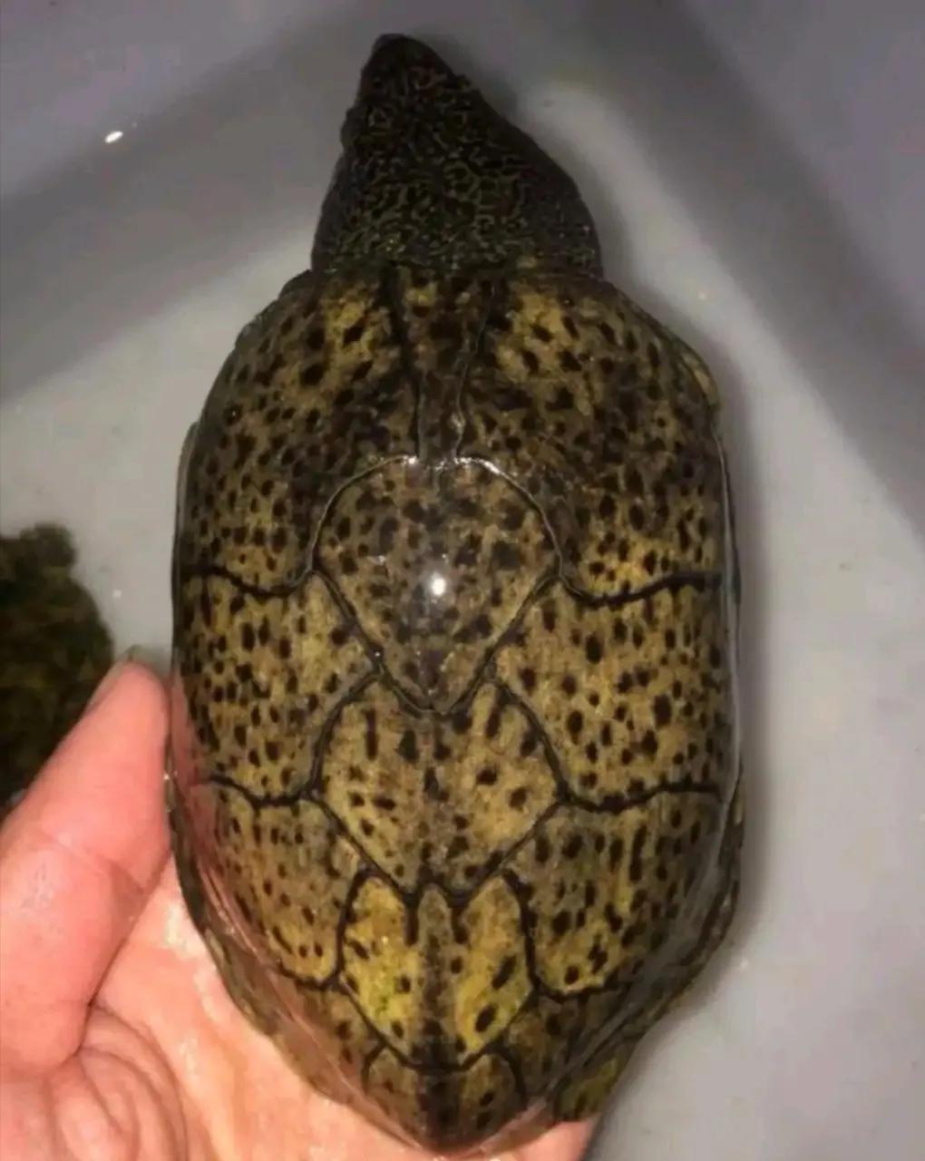 蛋龟混养推荐什么品种,蛋龟和泥龟一共有多少种品种