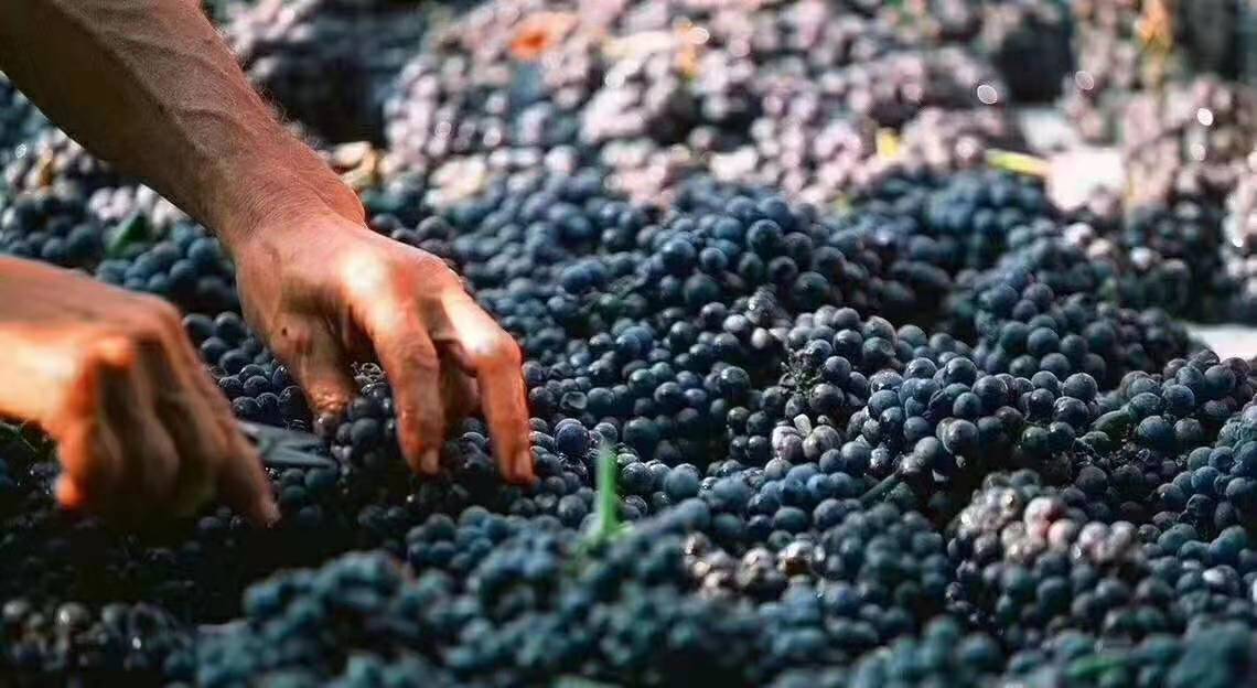 14度法国原装进口红酒,法国原装进口红酒专场