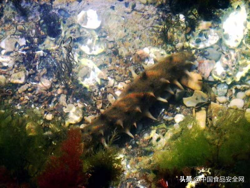 食用海参中毒什么反应,误食海参会中毒吗