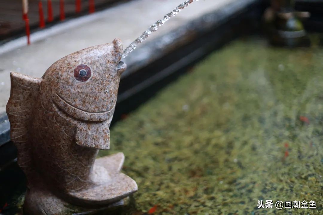 百年非遗福州观赏金鱼培育技艺,国粹传统金鱼