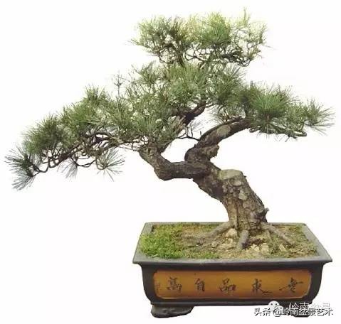 零基础云南黑松小型盆景教学视频,黑松盆景修剪后萌芽快还是放养快