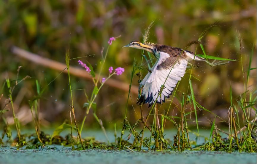 佳能拍鸟最佳镜头,佳能r5有鸟眼跟踪对焦吗