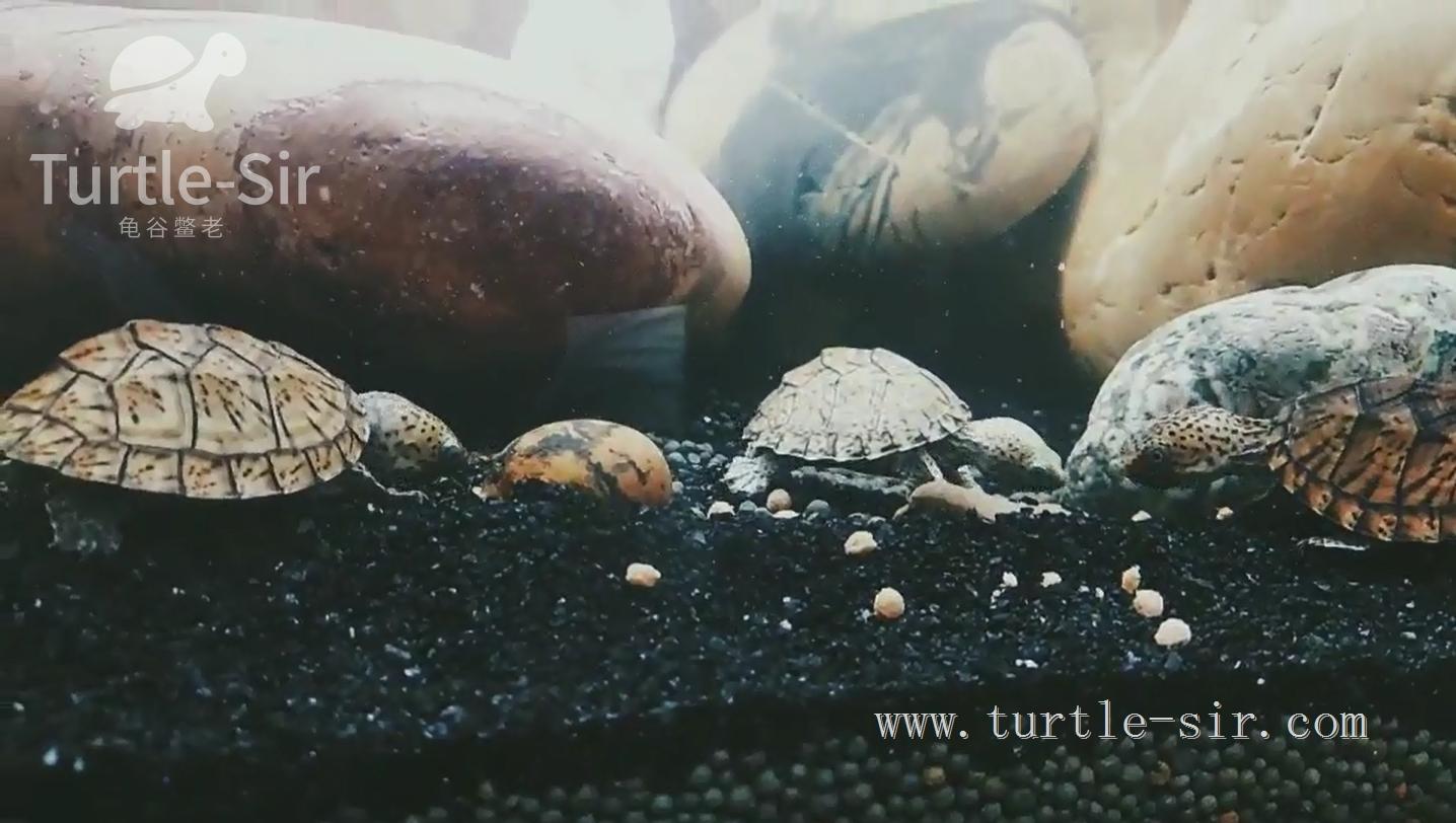 养龟之道如何掌握适宜龟缸水位,养龟如何判断龟缸水质好坏
