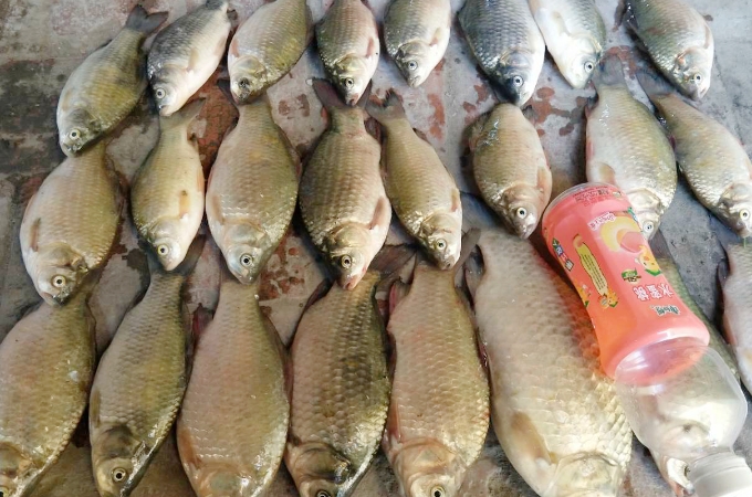 不花钱买自己做饵料钓大鲫鱼,带小药的鲫鱼饵料