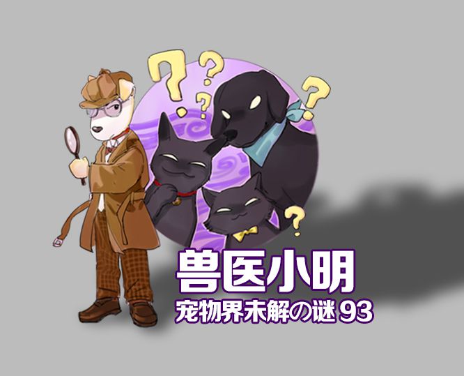 关于狗的喂食方法,狗到底该怎么喂养