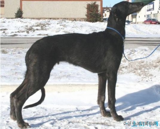 最大的狗与最大的狼,世界体型最大的狗十大排名