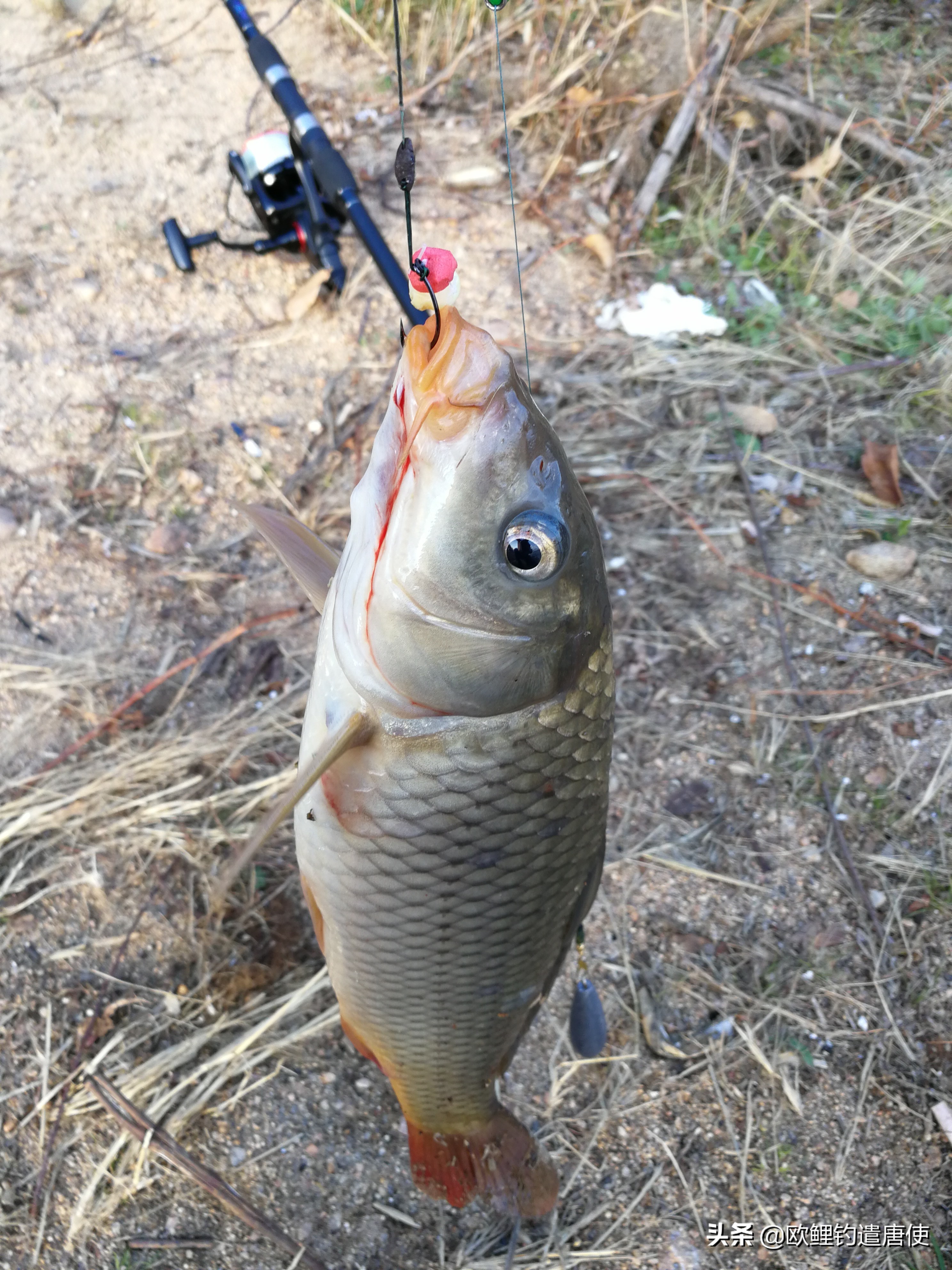 为什么鲤鱼比鲫鱼难钓,为什么鲫鱼这么难咬钩