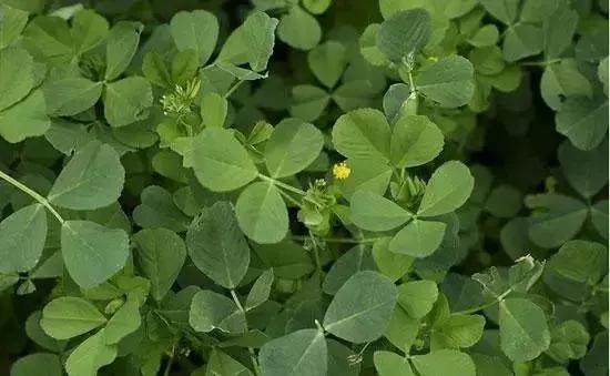 武穴又到挖野菜的时候了，江边好多人都在挖野菜，你吃了吗？