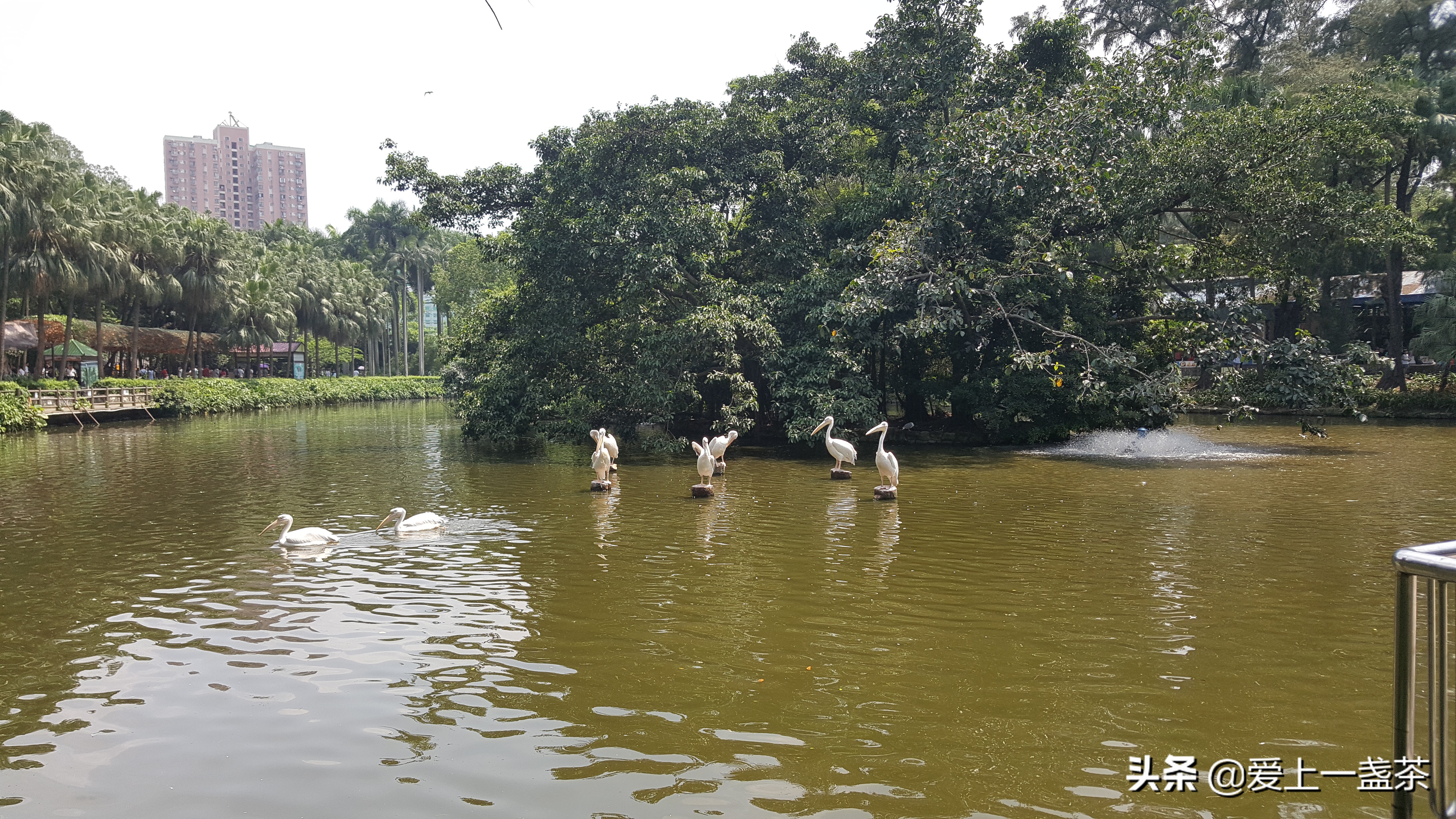 周末好去处儿童动物园,六一儿童节必打卡景区动物园推荐