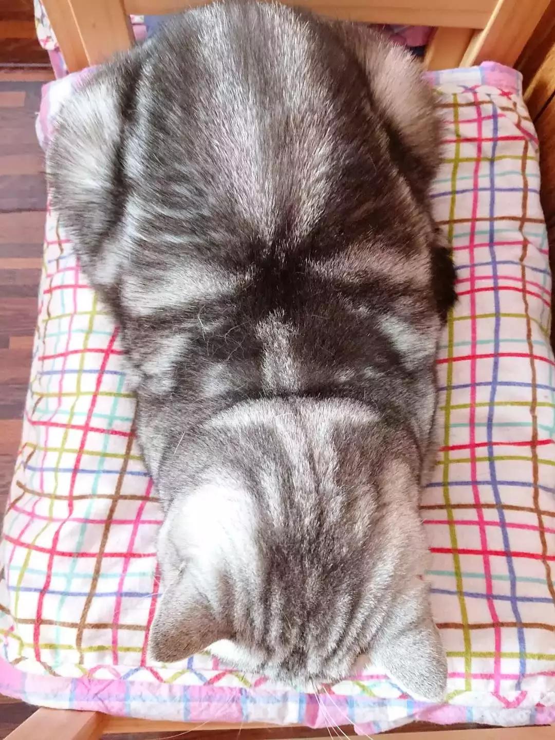 猫咪怪癖,猫咪的100种怪癖