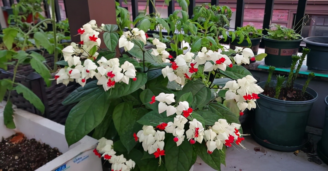 祥龙镇宅,3种开运花旺财又旺家